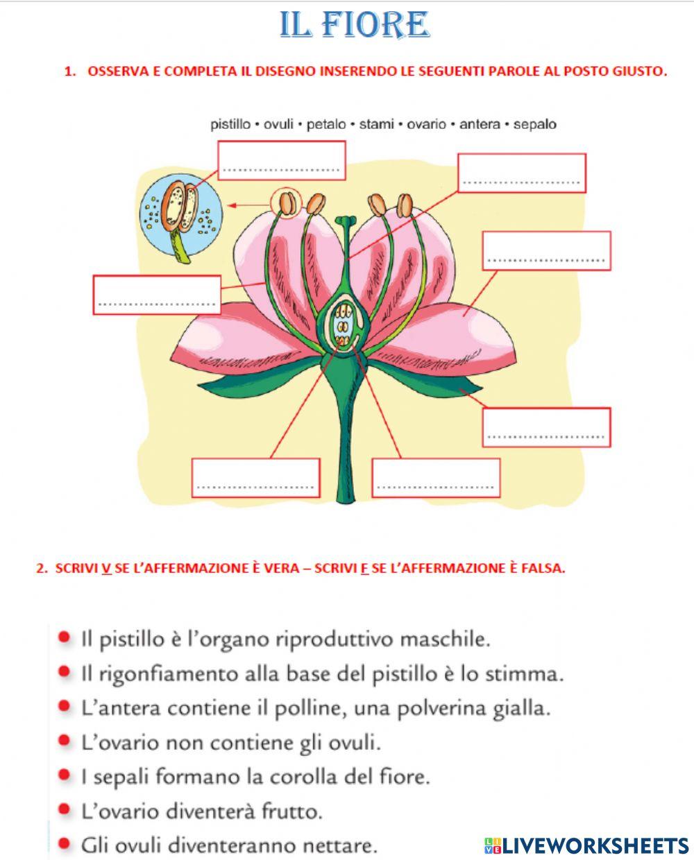 Fiore compito di recupero
