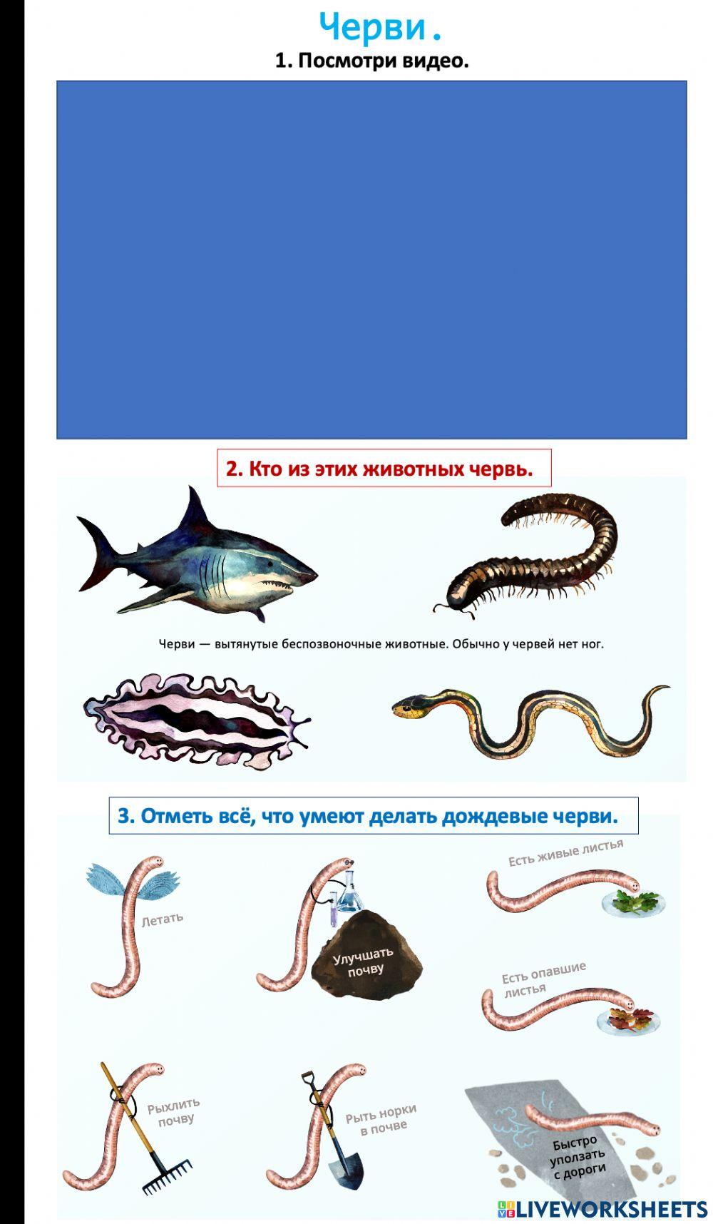 Окружающий мир. Черви.