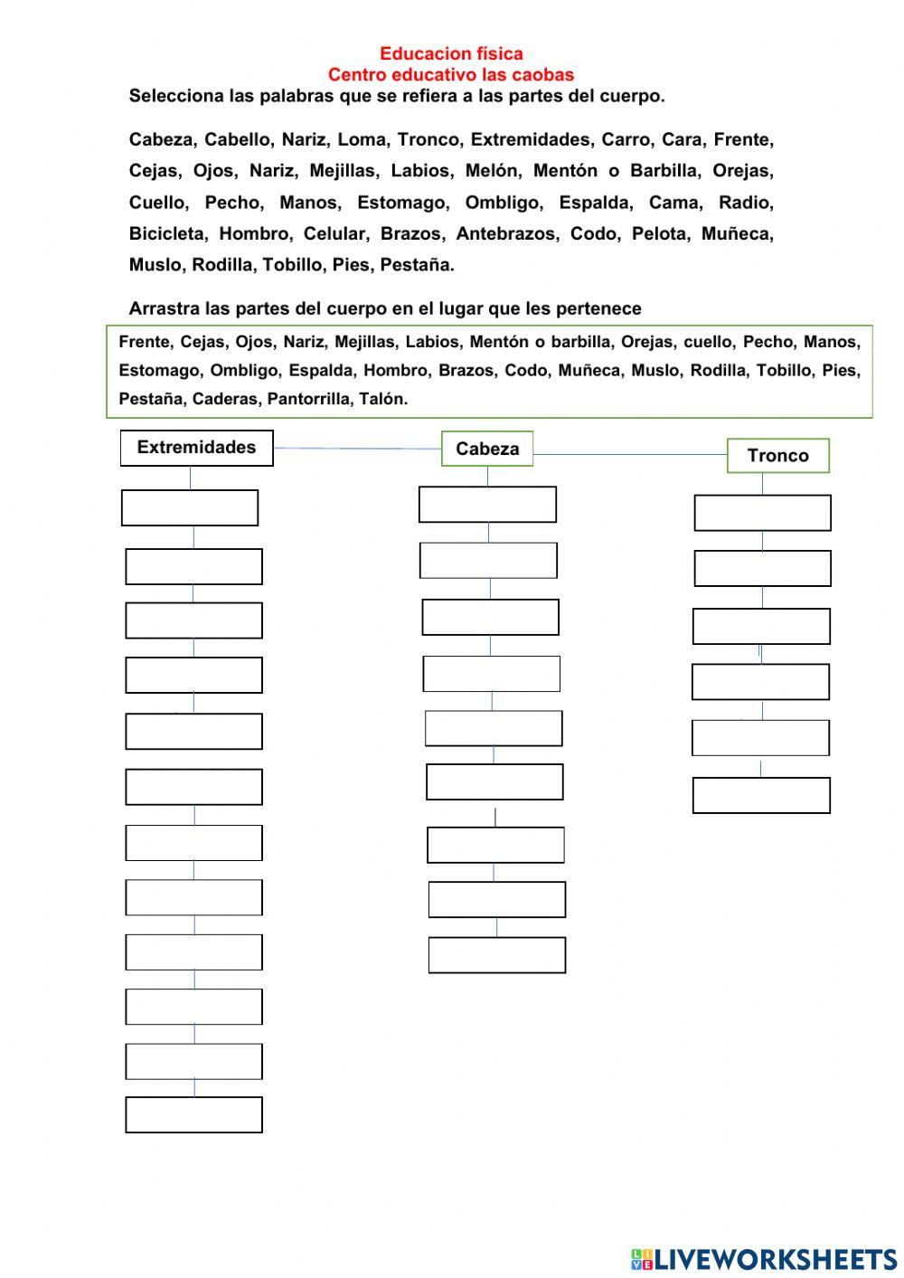 Las partes del cuerpo humano