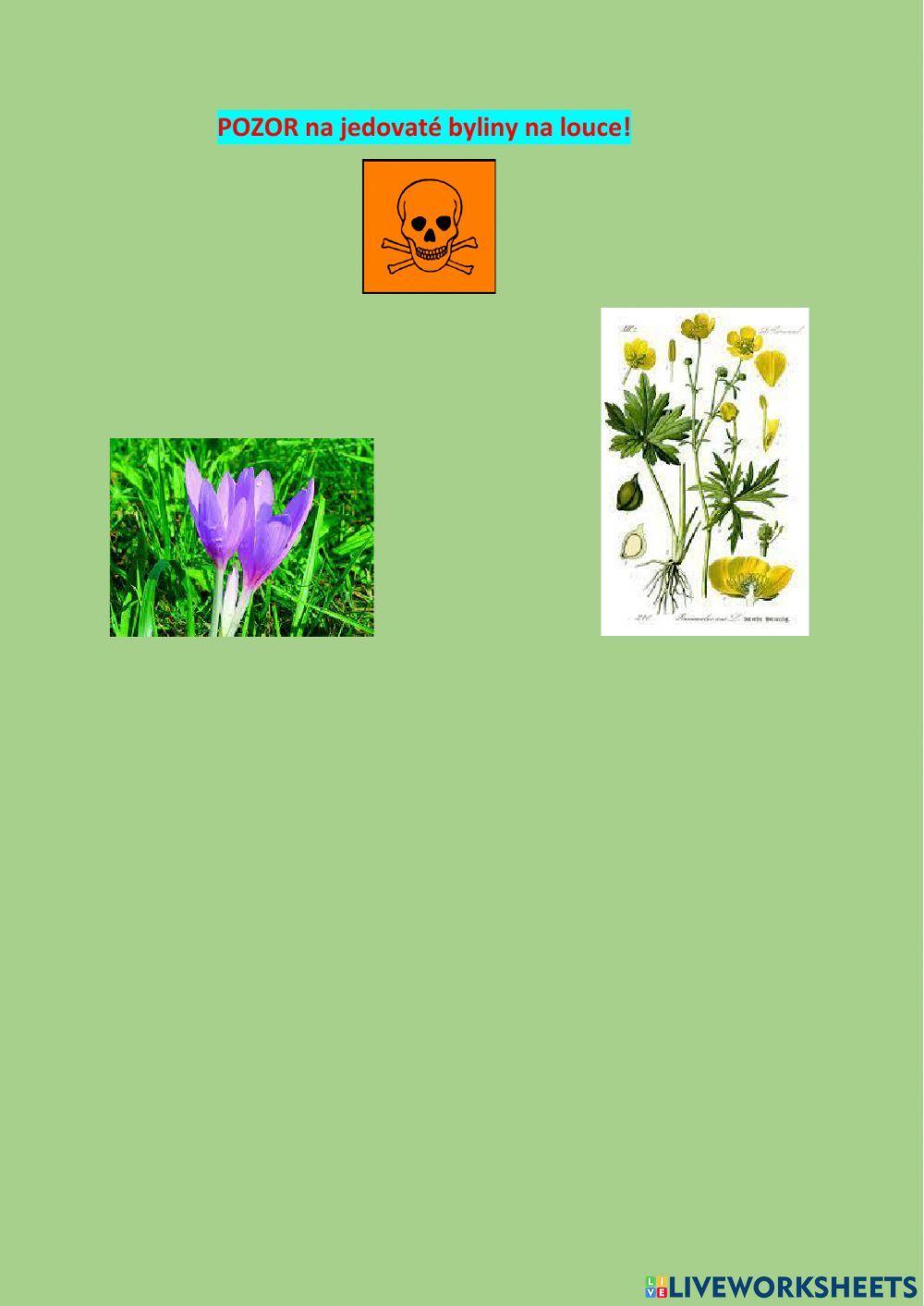 Ekosystém louka - ROSTLINY