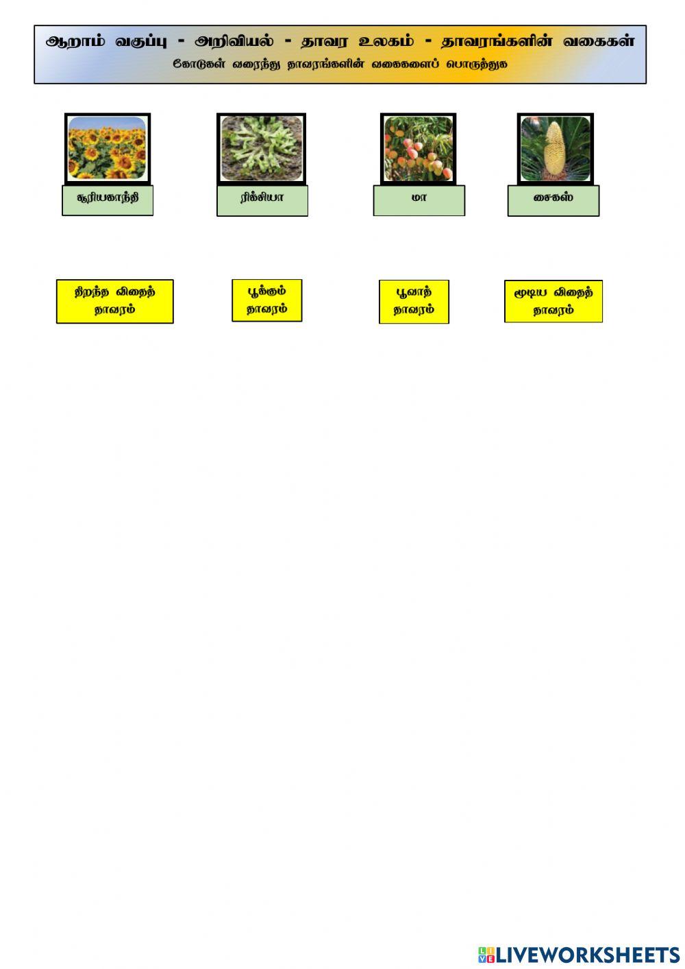 ஆறாம் வகுப்பு - தாவரங்களின் உலகம்-ws002