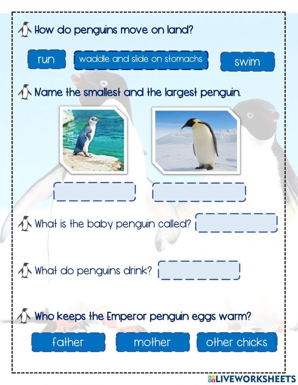 Penguins Fact File