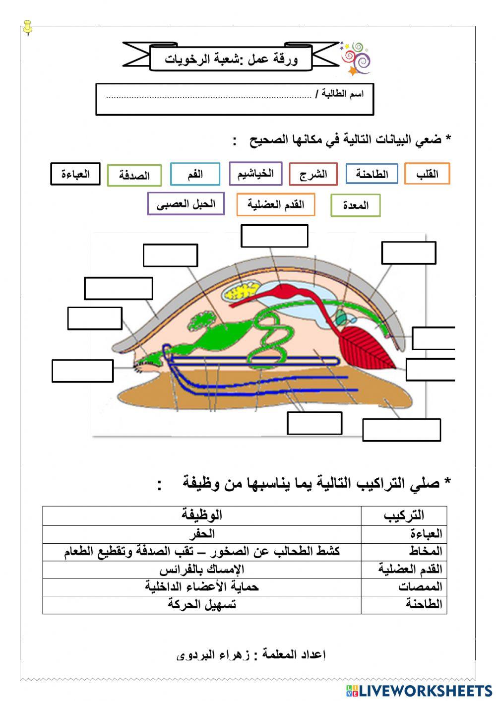 شعبة الرخويات