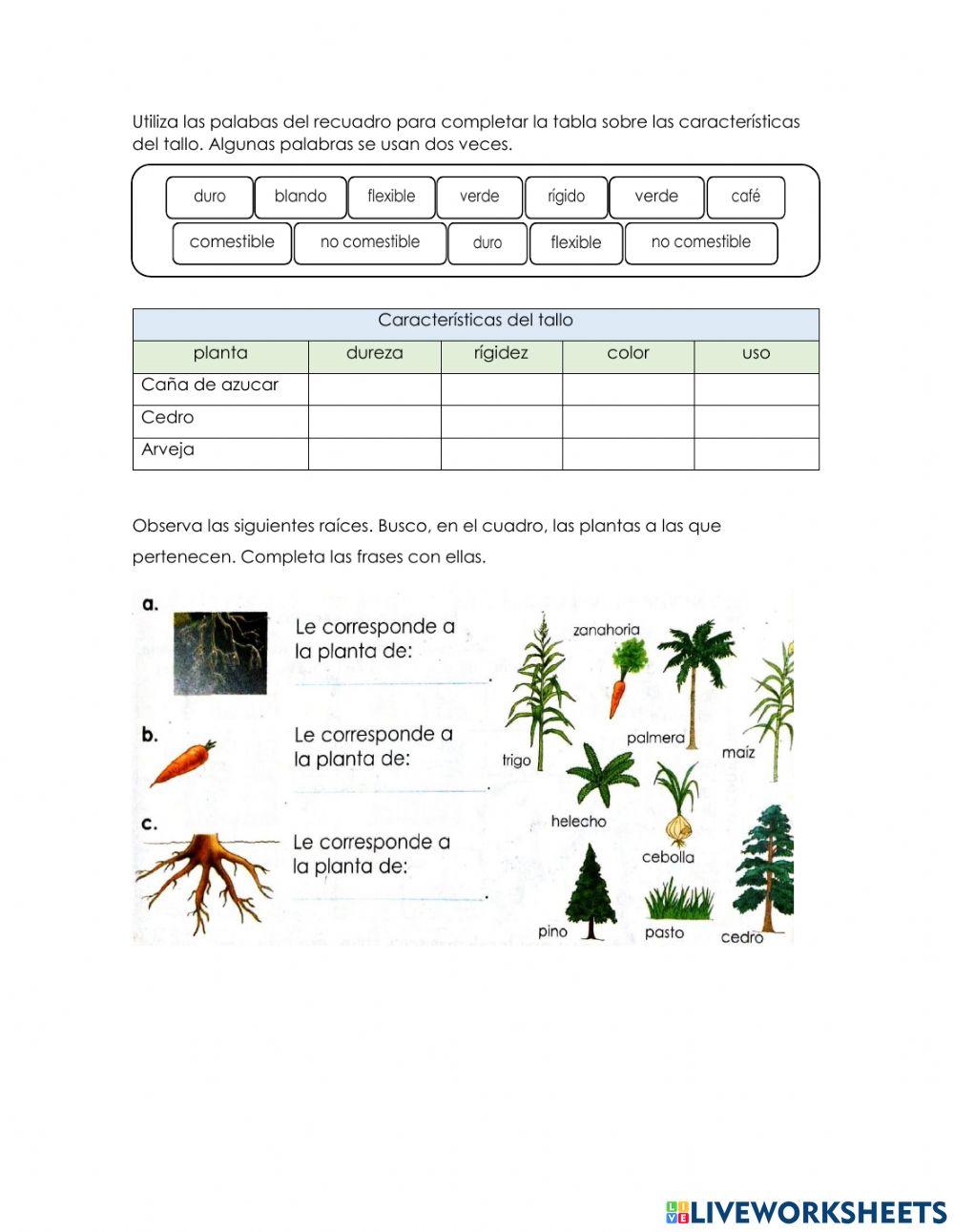 Diferencia de tallo y raíz de una planta