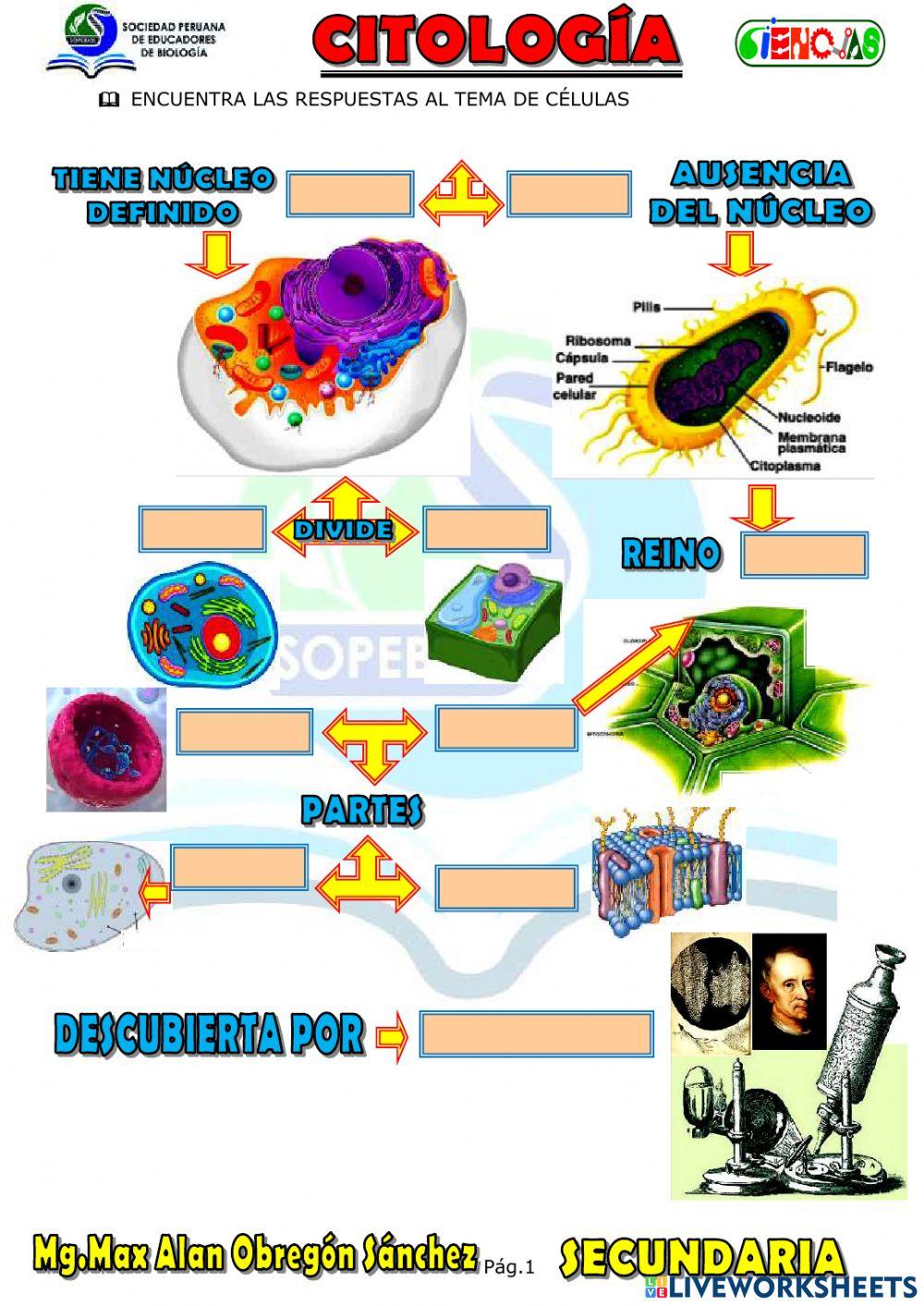 Spb-celula básico