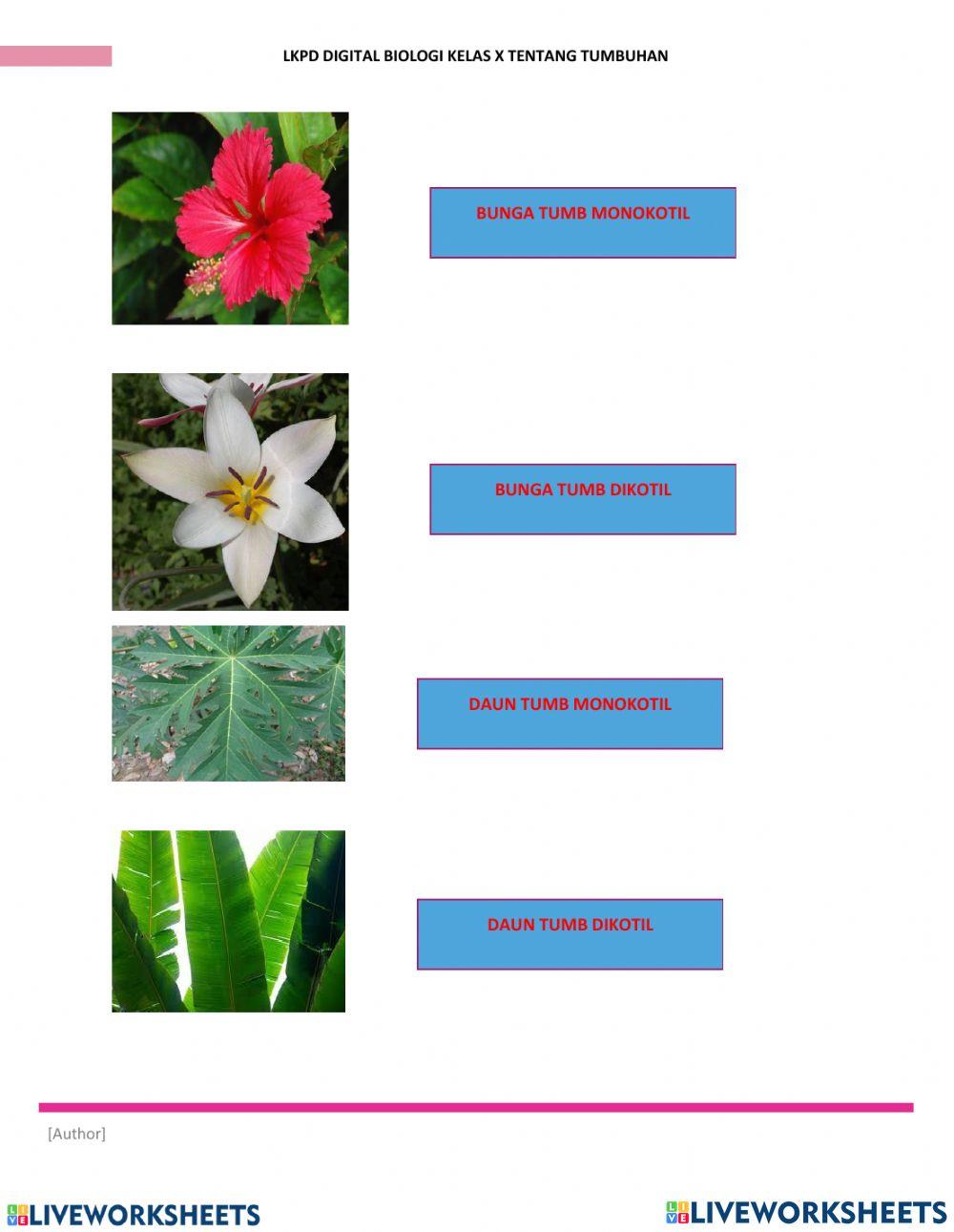 Latihan soal kelas x plantae