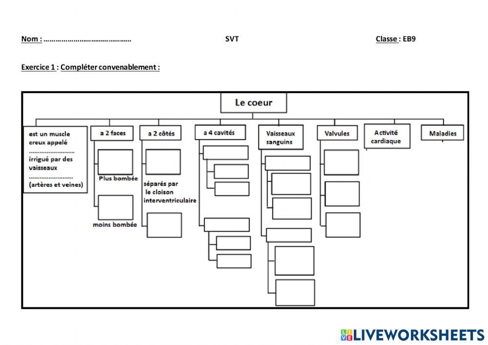 Schéma -bilan (Coeur)