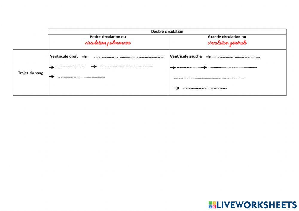 Schéma -bilan (Coeur)