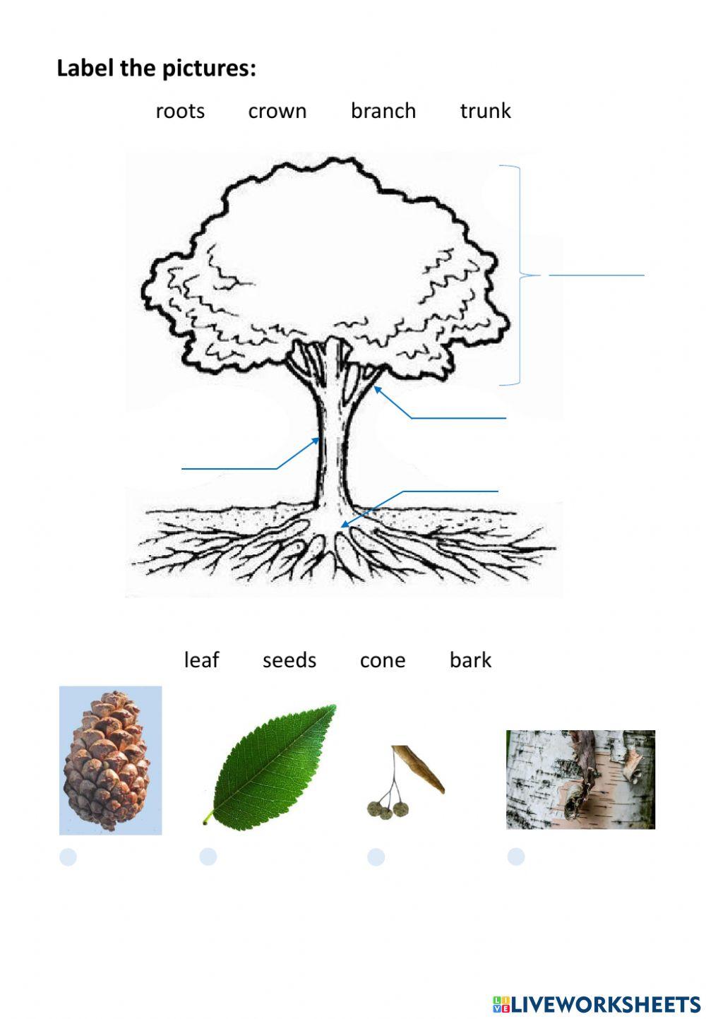 Trees-easier-version