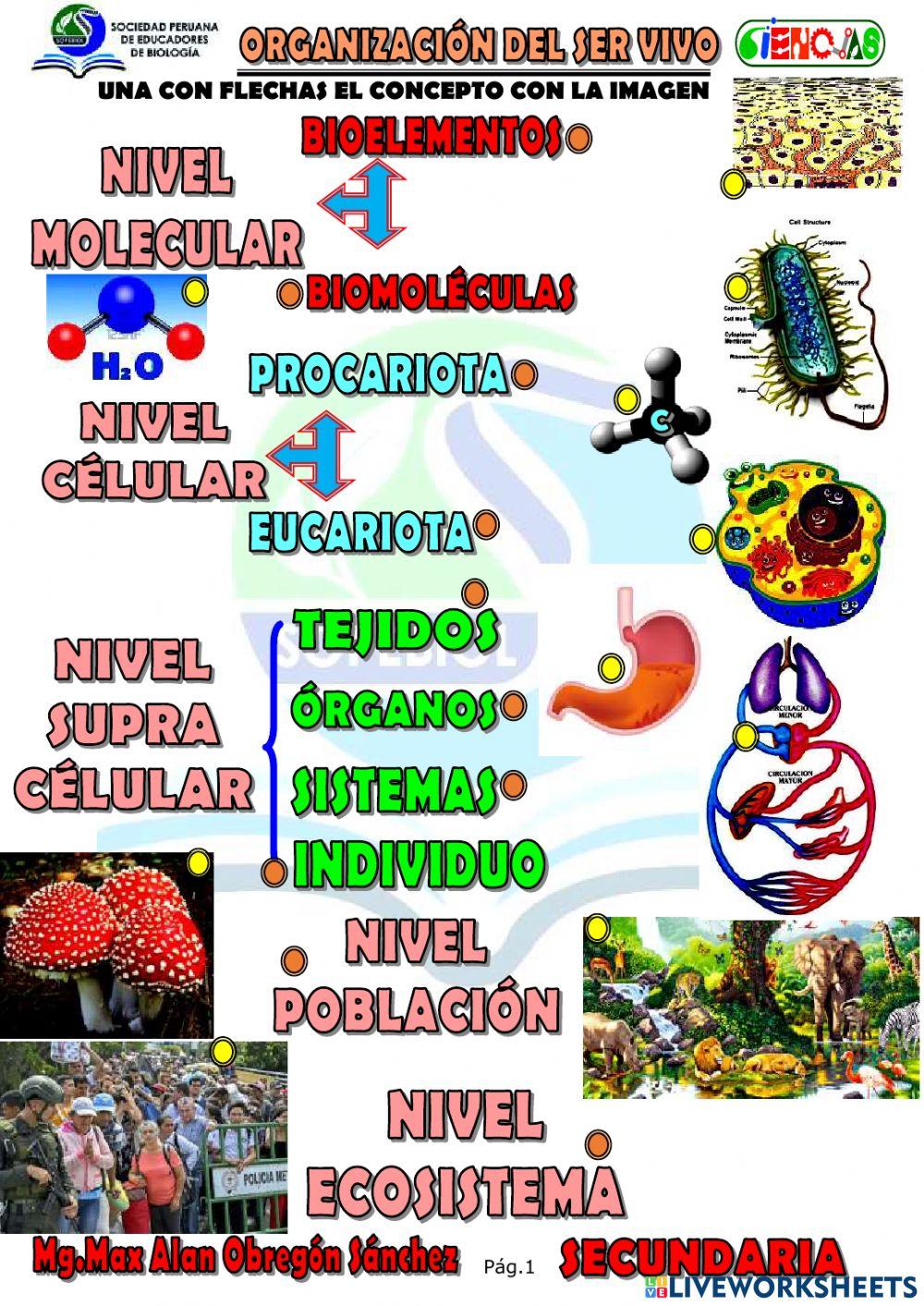 SERES VIVOS - ORGANIZACIÓN