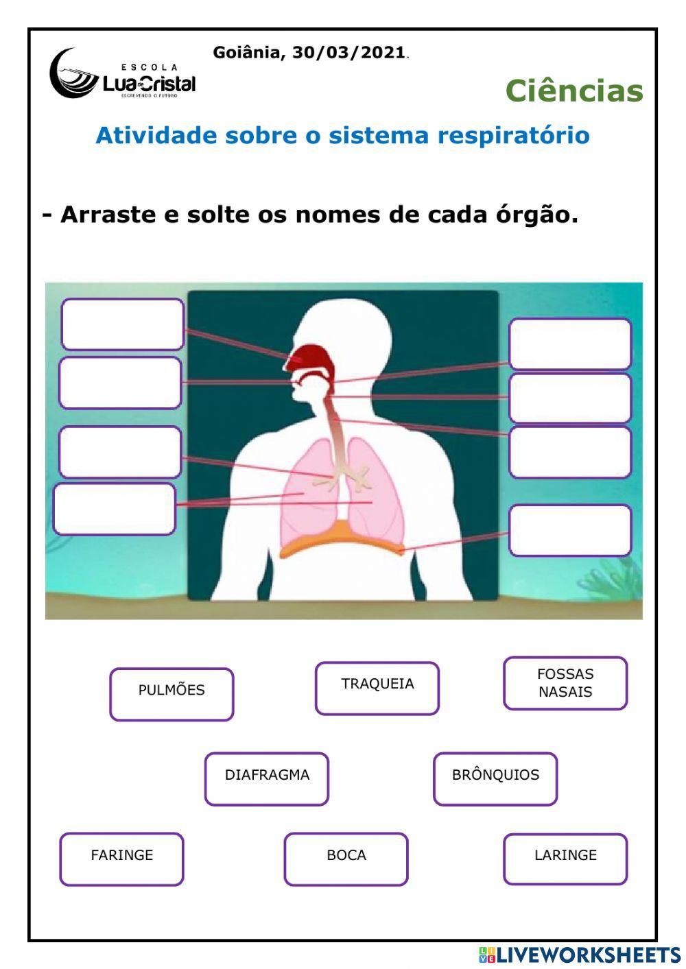 Ciências - Sistema respiratório