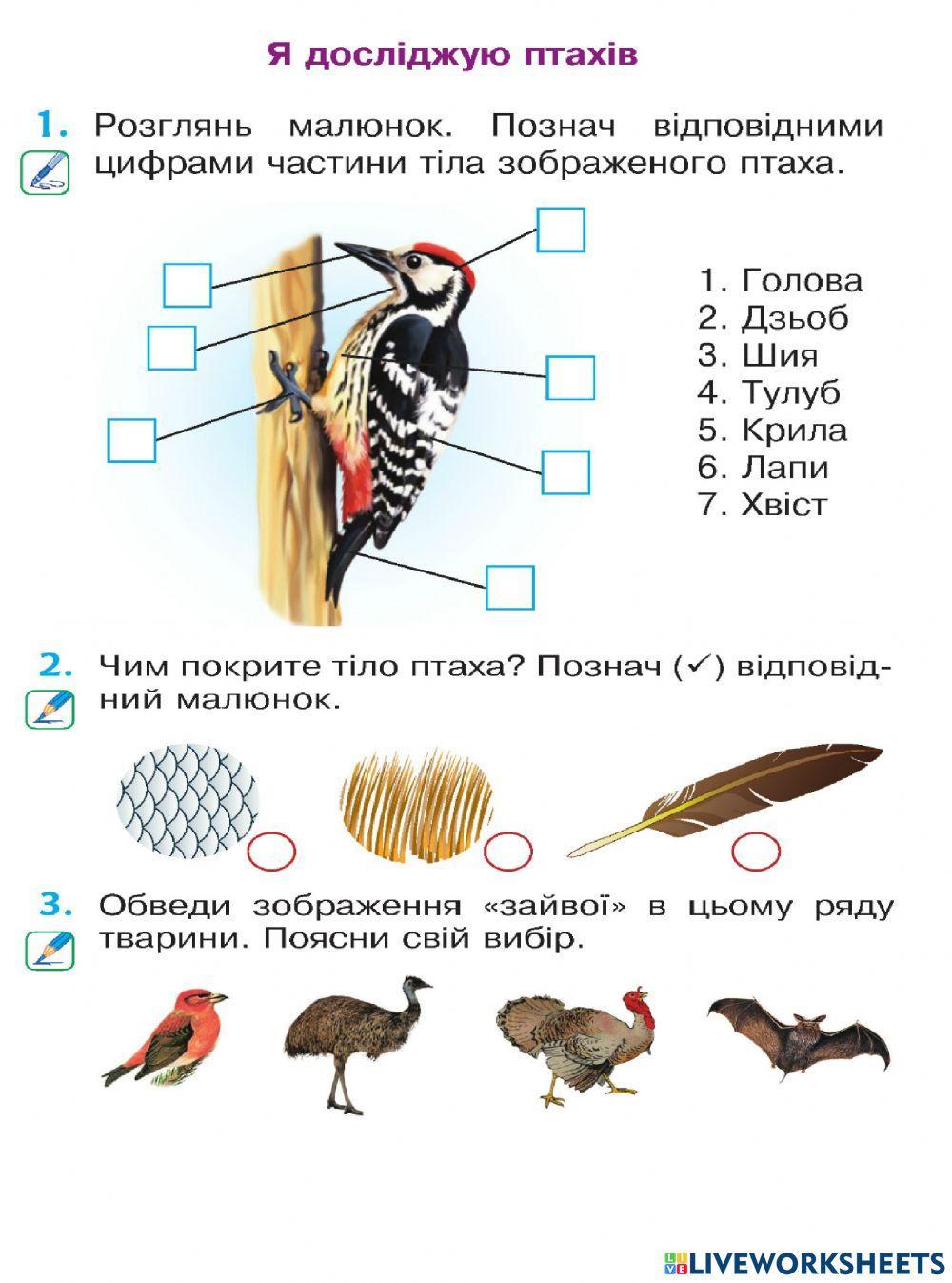 Я досліджую птахів