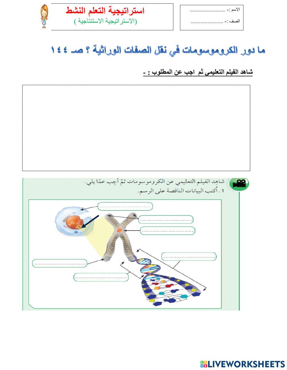 مما يتكون الكرموسوم