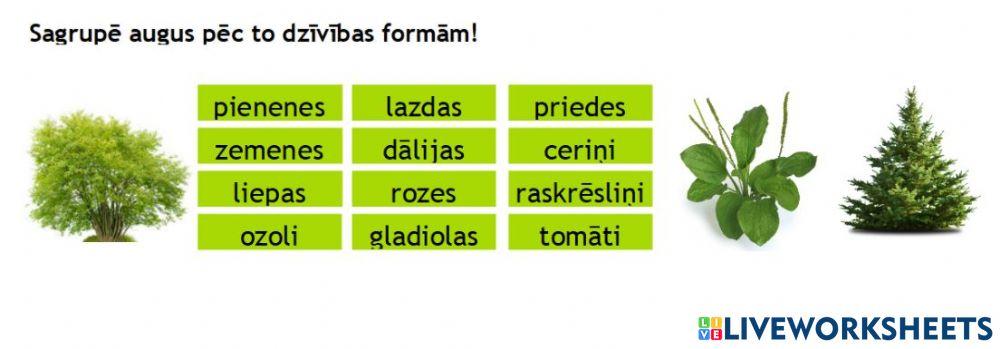 Augu dzīvības formas