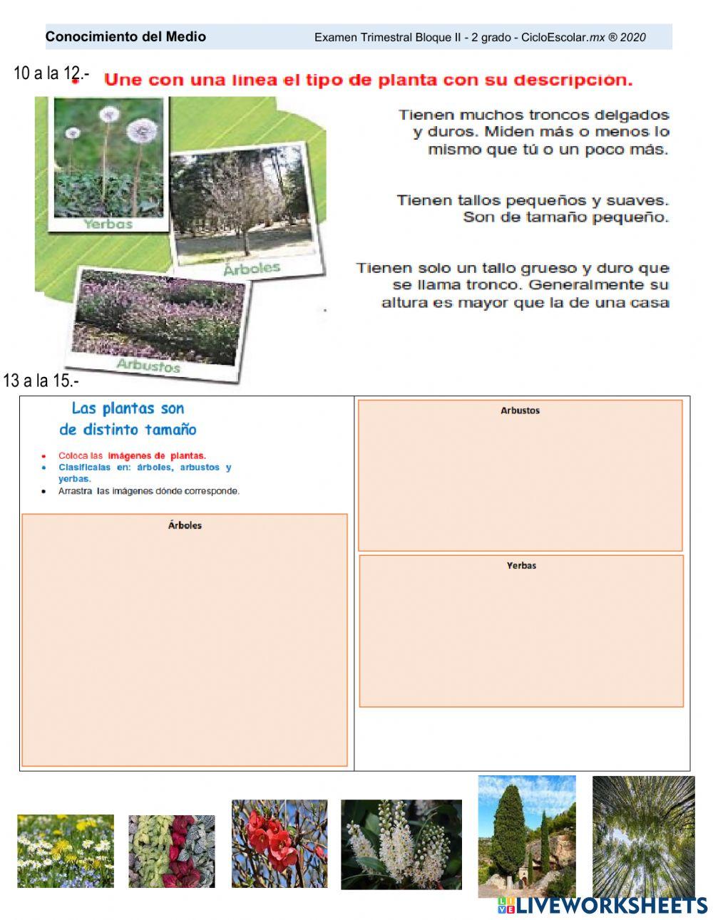 Examen Conocimiento del Medio 2° segundo trimestre
