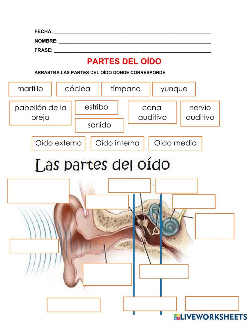 Partes del oído