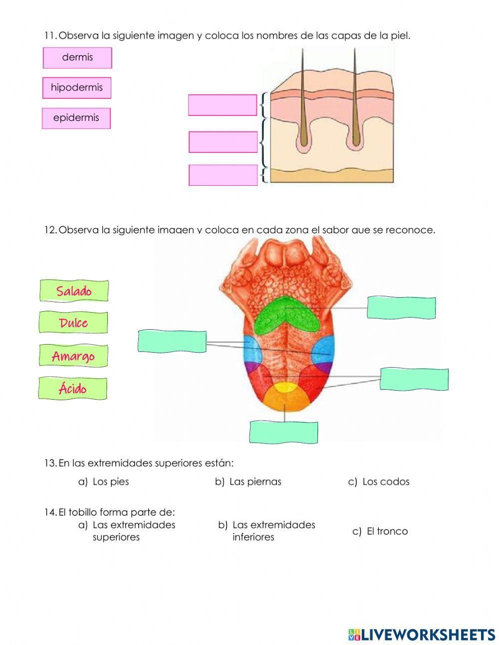 3° Cuestionario Ciencias Naturales