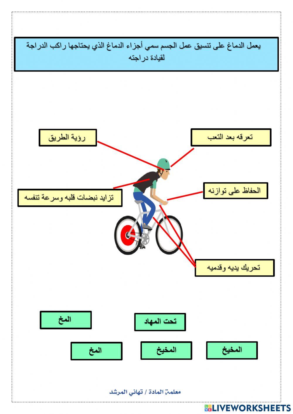 تنظيم الجهاز العصبي