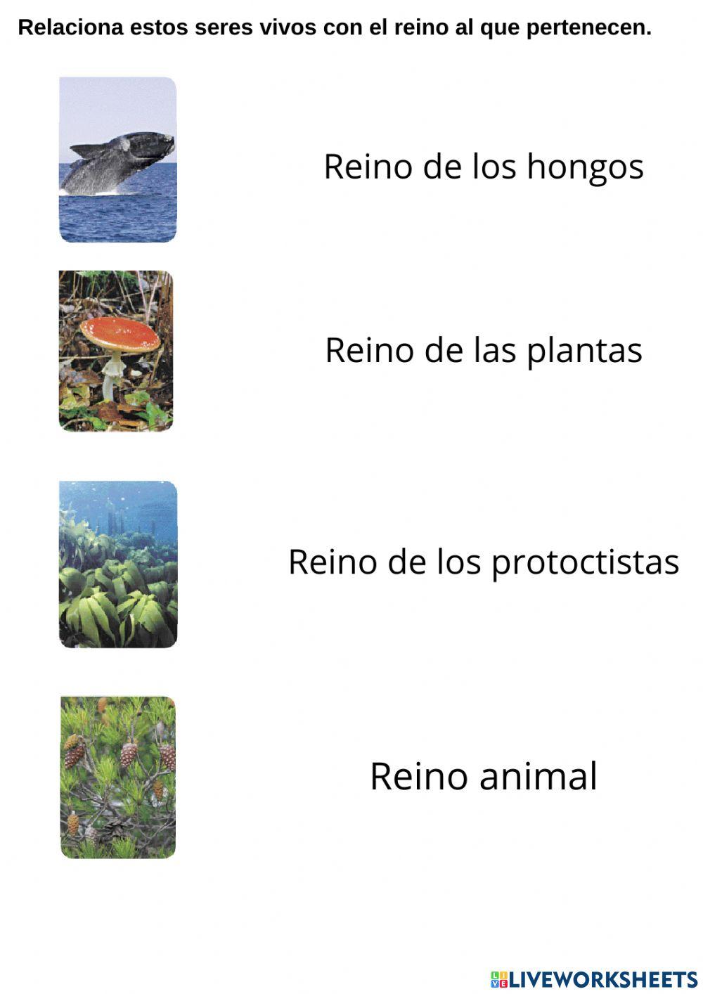 Clasificación de los seres vivos