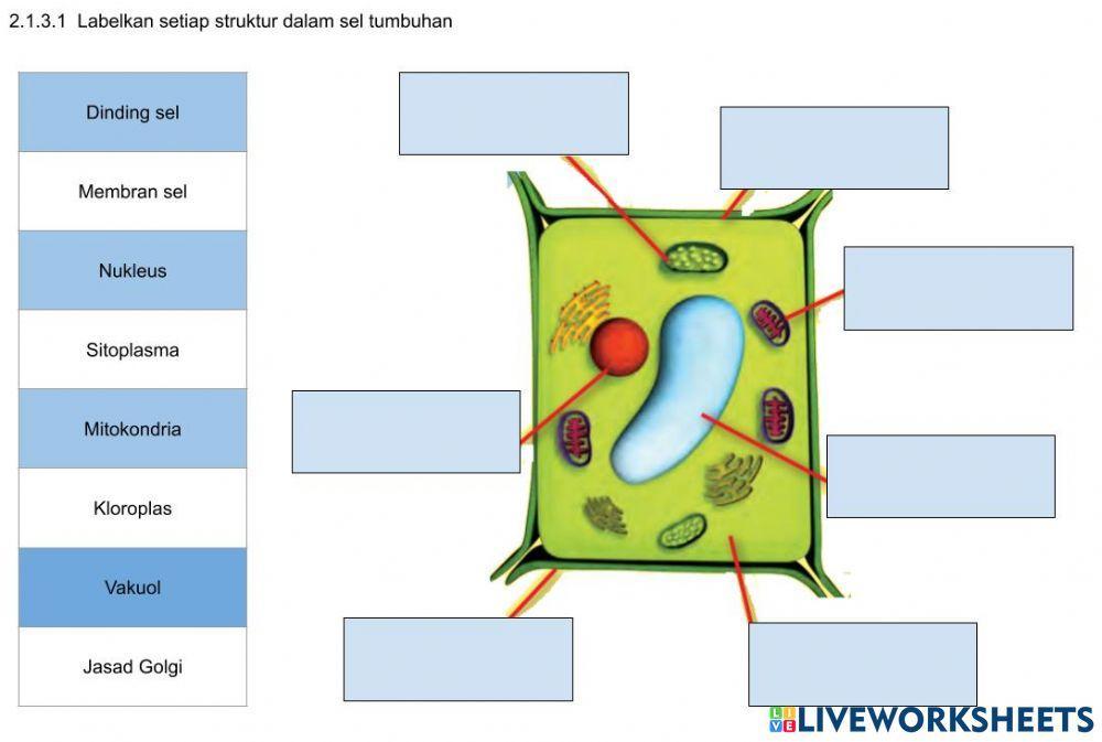 2.1.3.1  Labelkan setiap struktur dalam sel tumbuhan