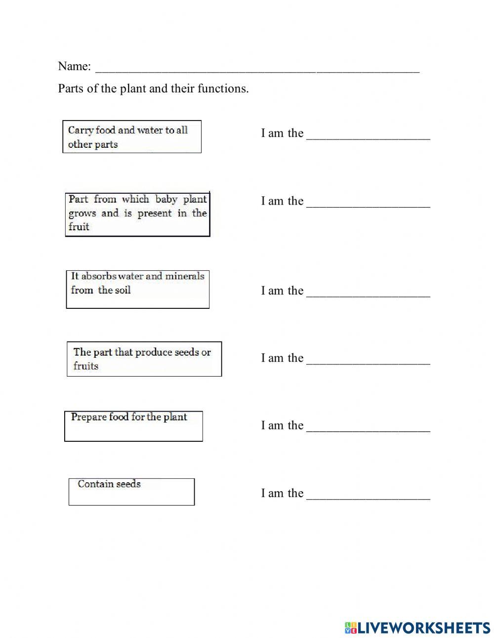 Parts Of The Plant and Their Functions