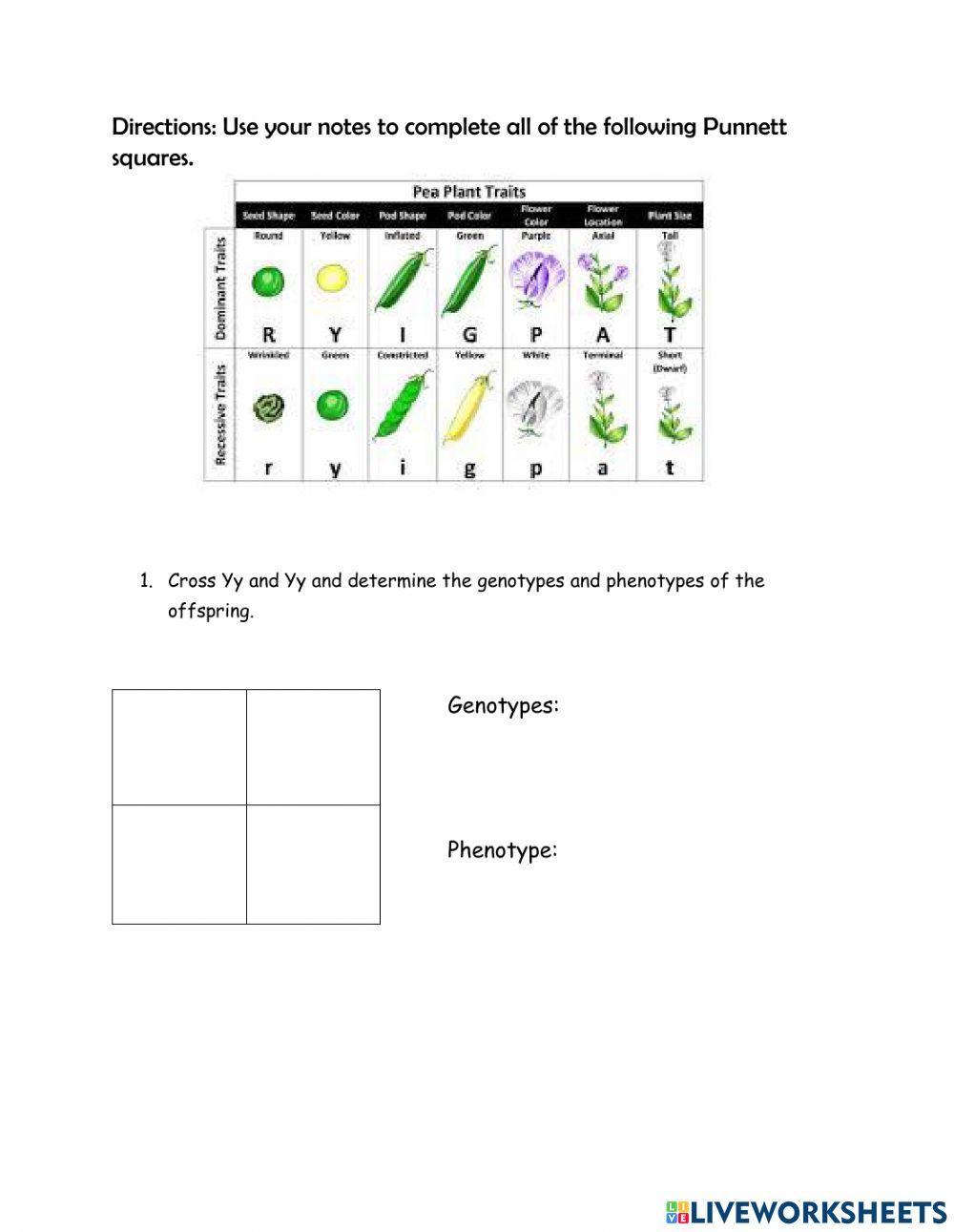 Monohybrid cross practice