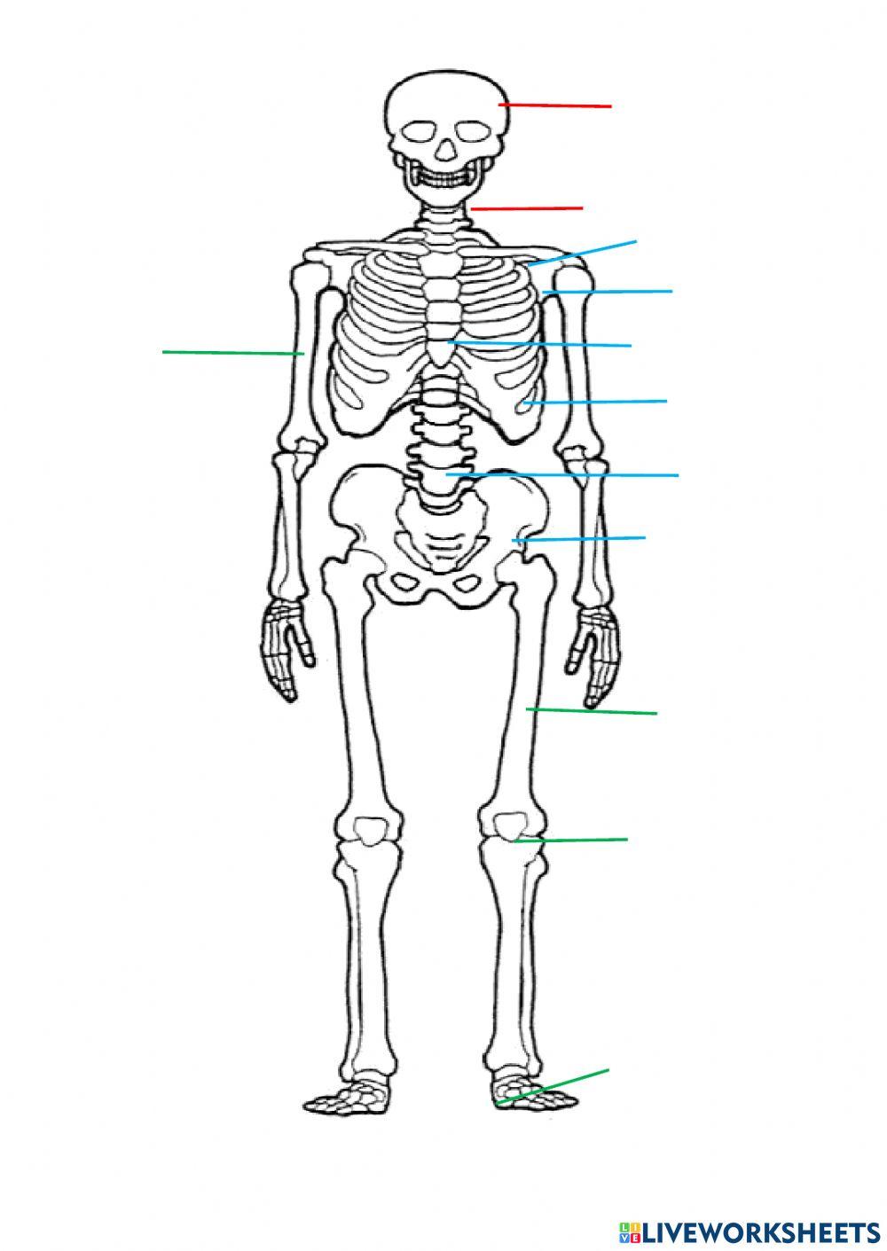 Lo scheletro