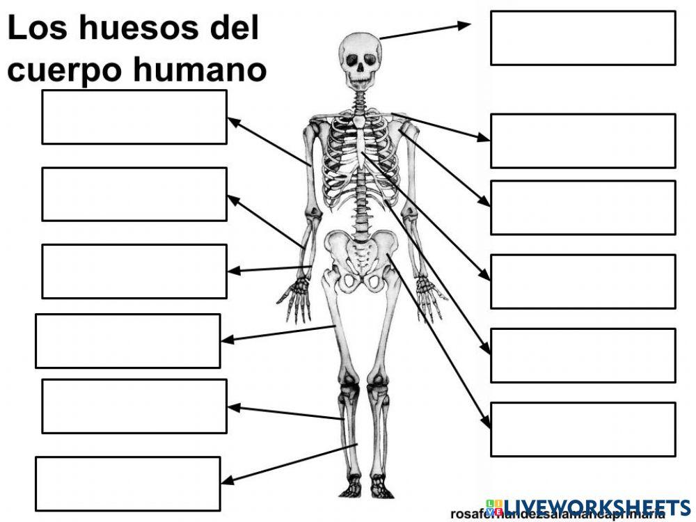 Huesos del cuerpo humano