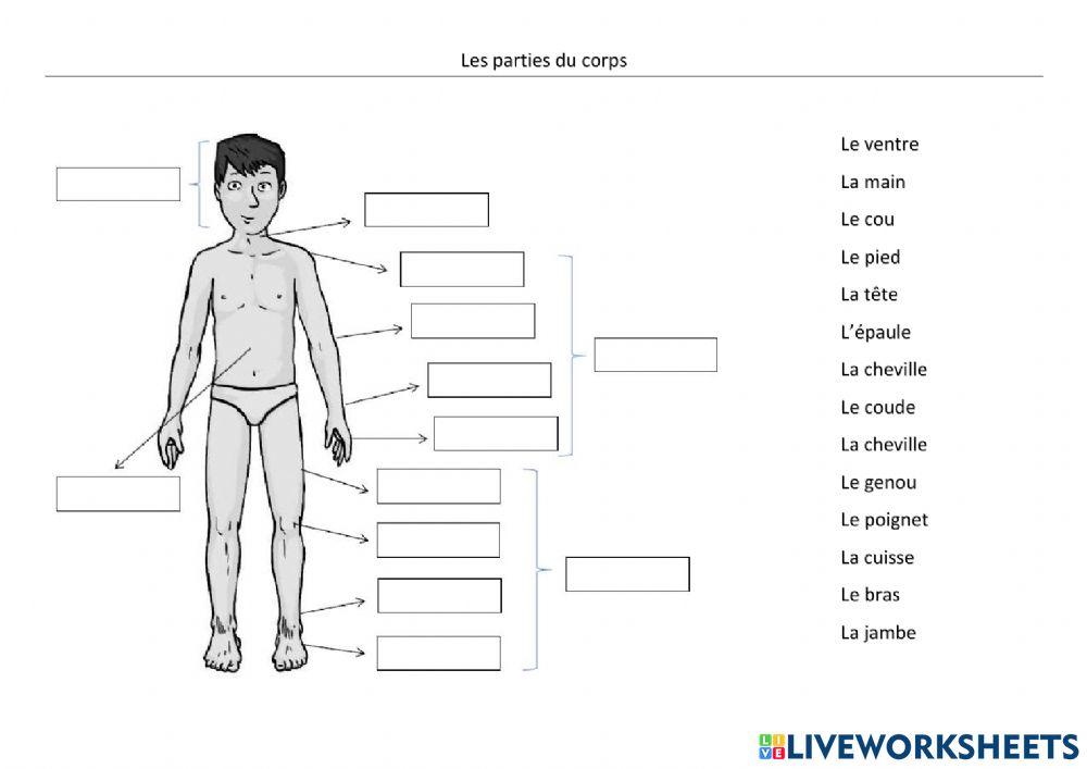 Les parties du corps