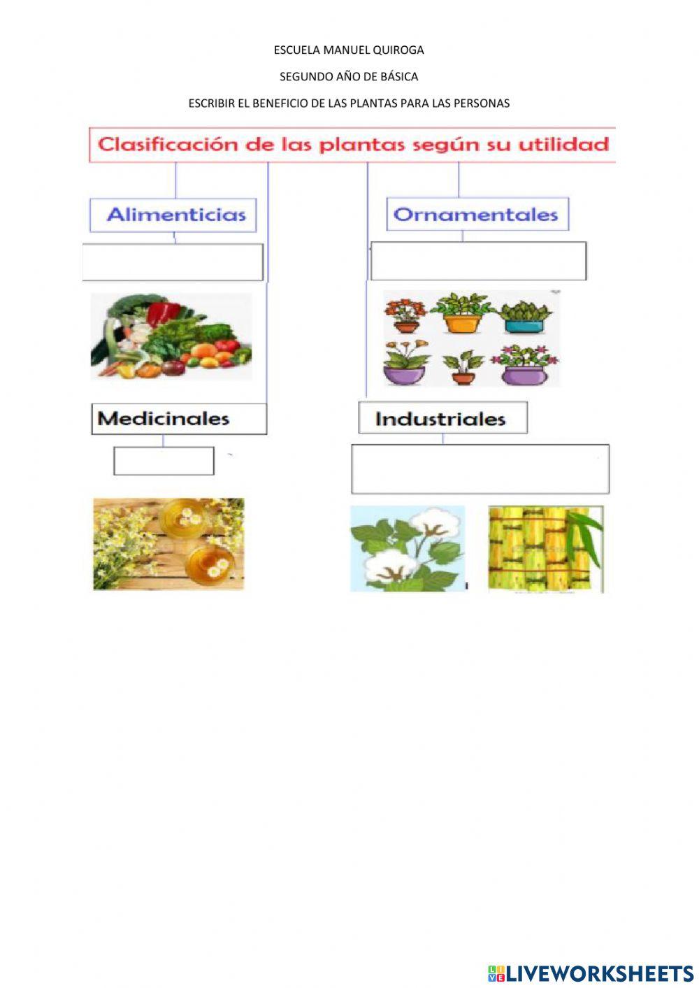 Clasificación de las plantas según su utilidad