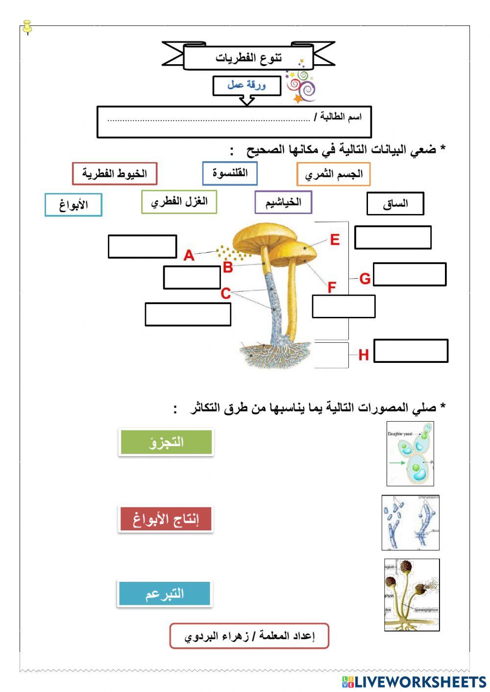 تنوع الفطريات