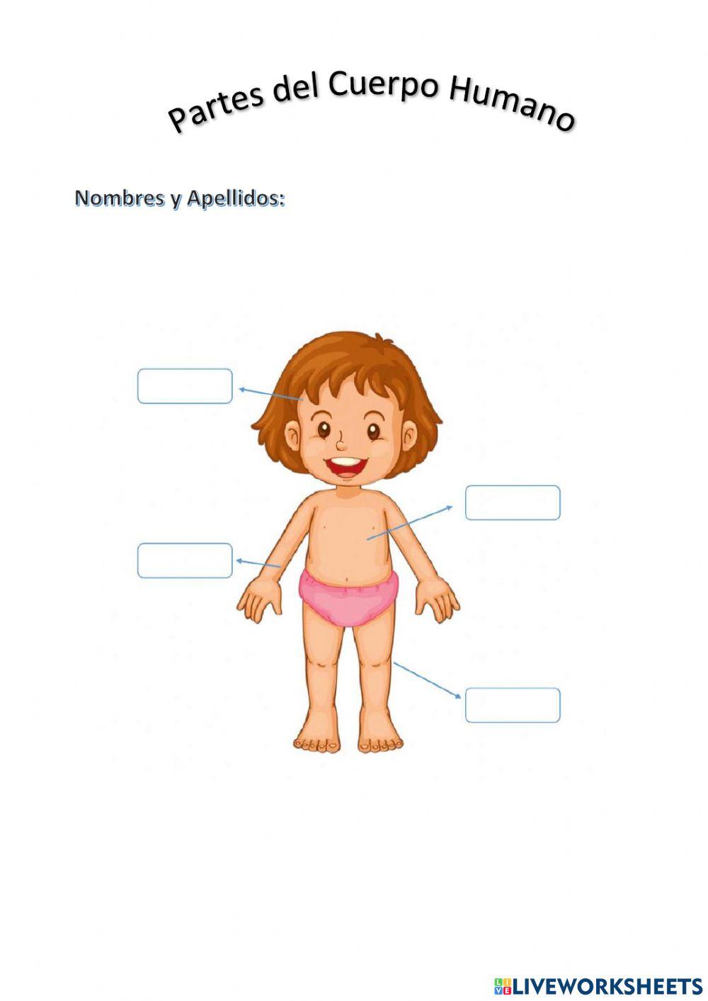 Partes del cuerpo humano