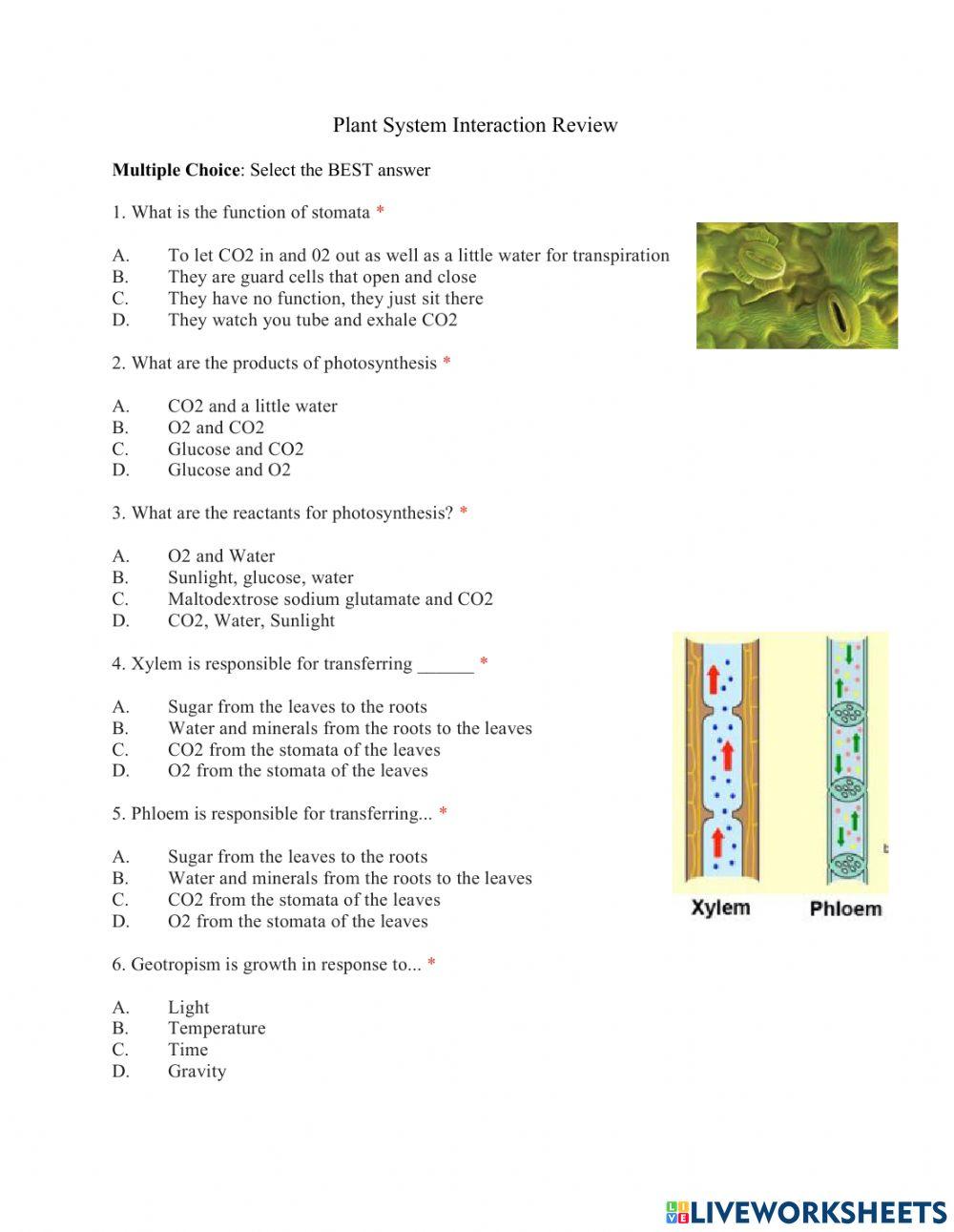 Plant System Review worksheet | Live Worksheets