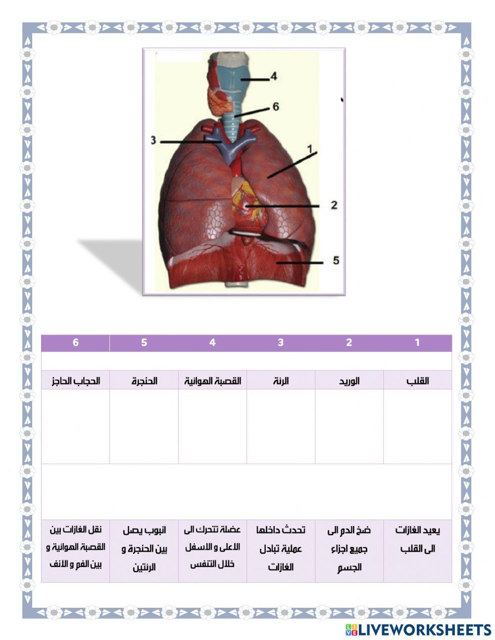 جسور التعلم - النشاط ( 5 )