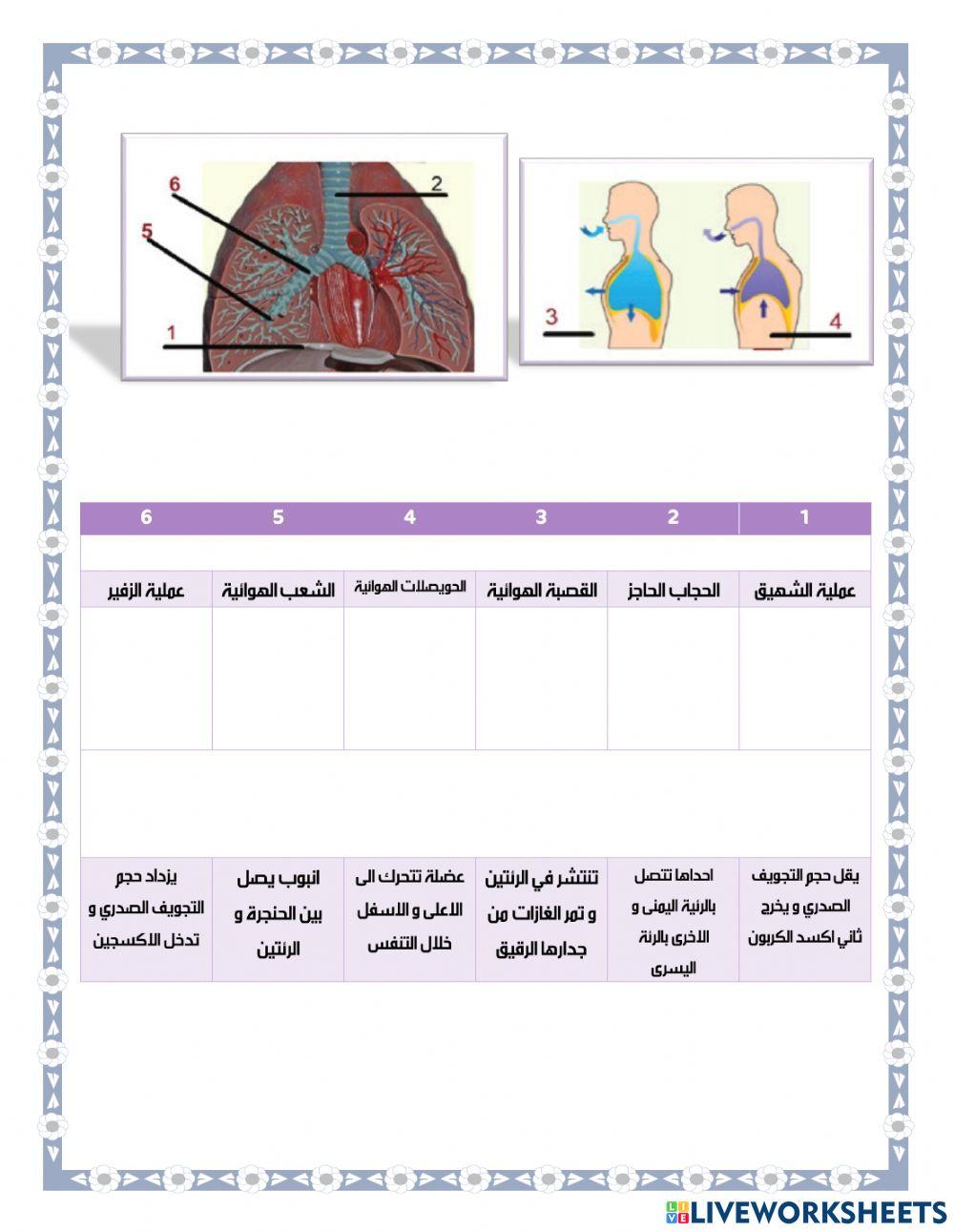 جسور التعلم - النشاط ( 5 )