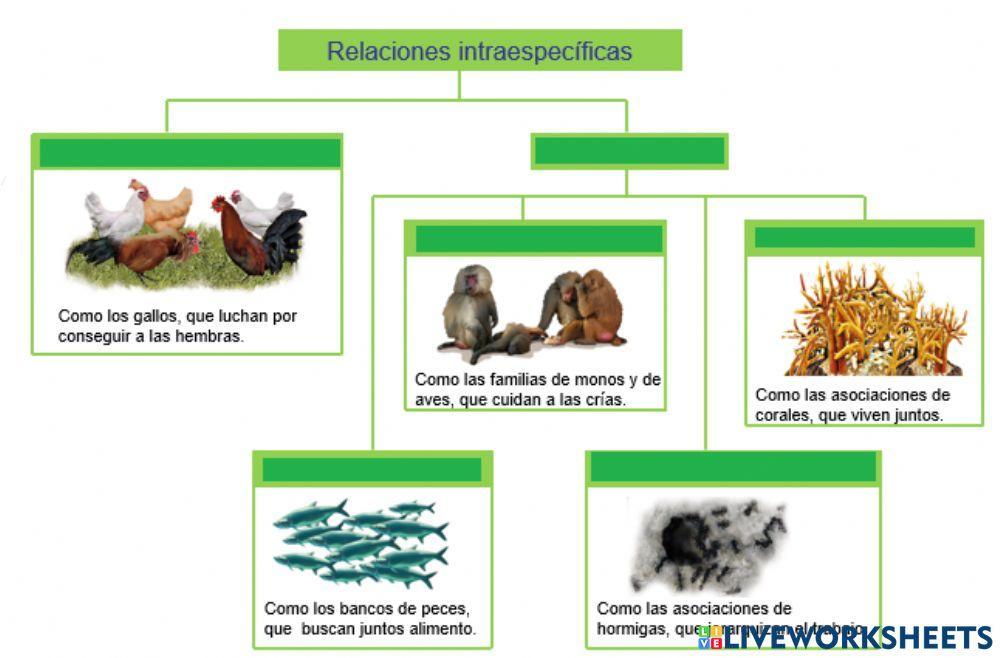 Relaciones intraespecíficas