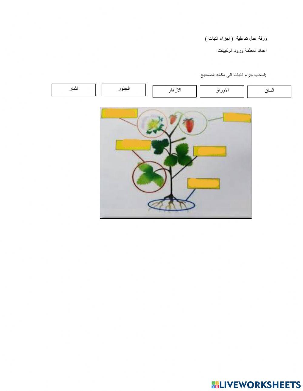 اجزاء النبات