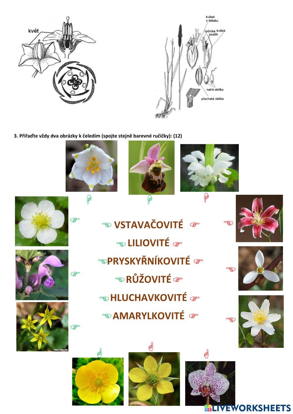 Čeledi krytosemenných rostlin