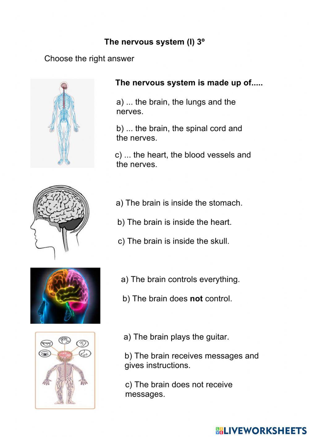 The nervous system I 3º
