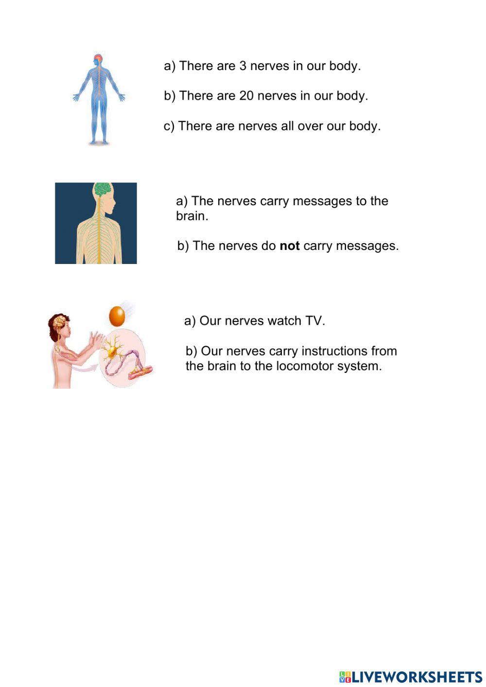 The nervous system I 3º