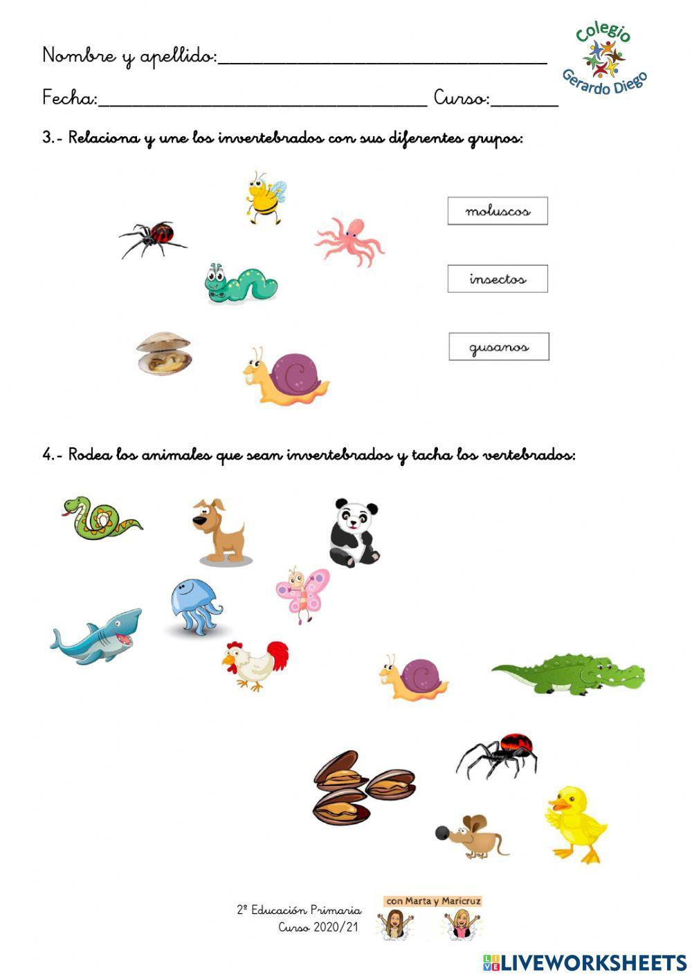 Los animales invertebrados