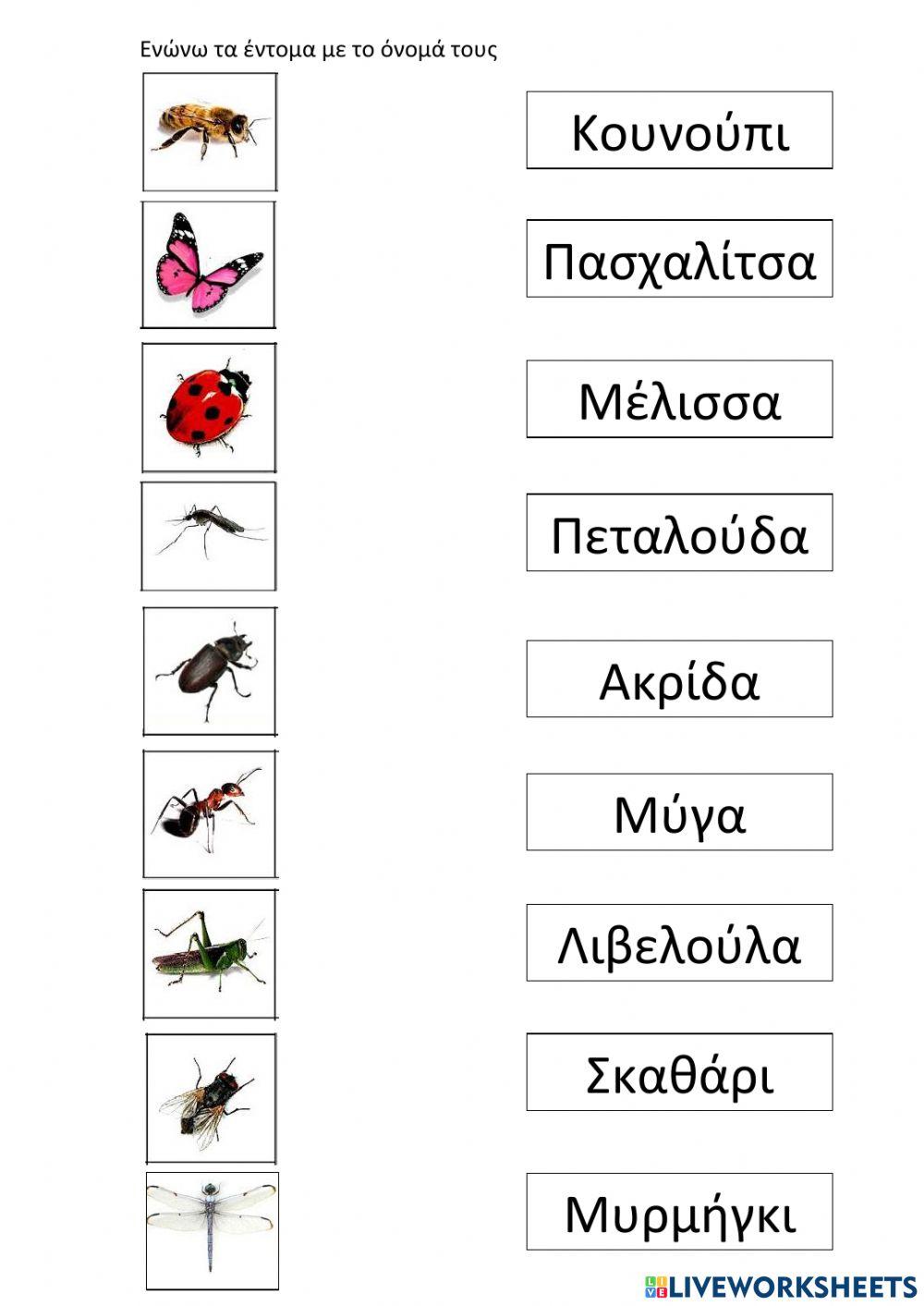 Ενώνω τα έντομα με το όνομά τους