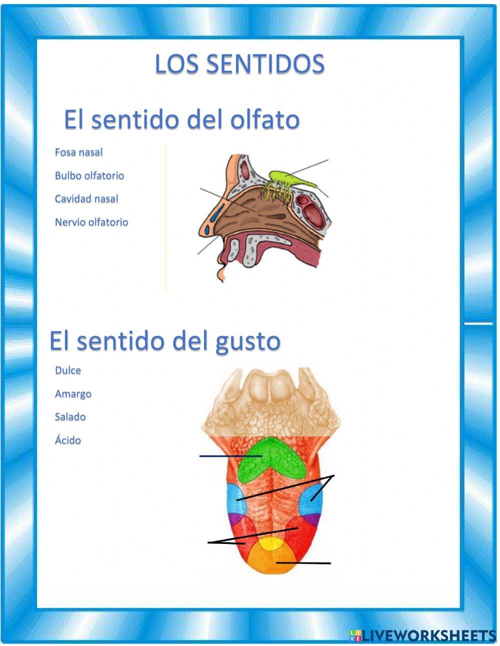 Olfato, gusto y tacto