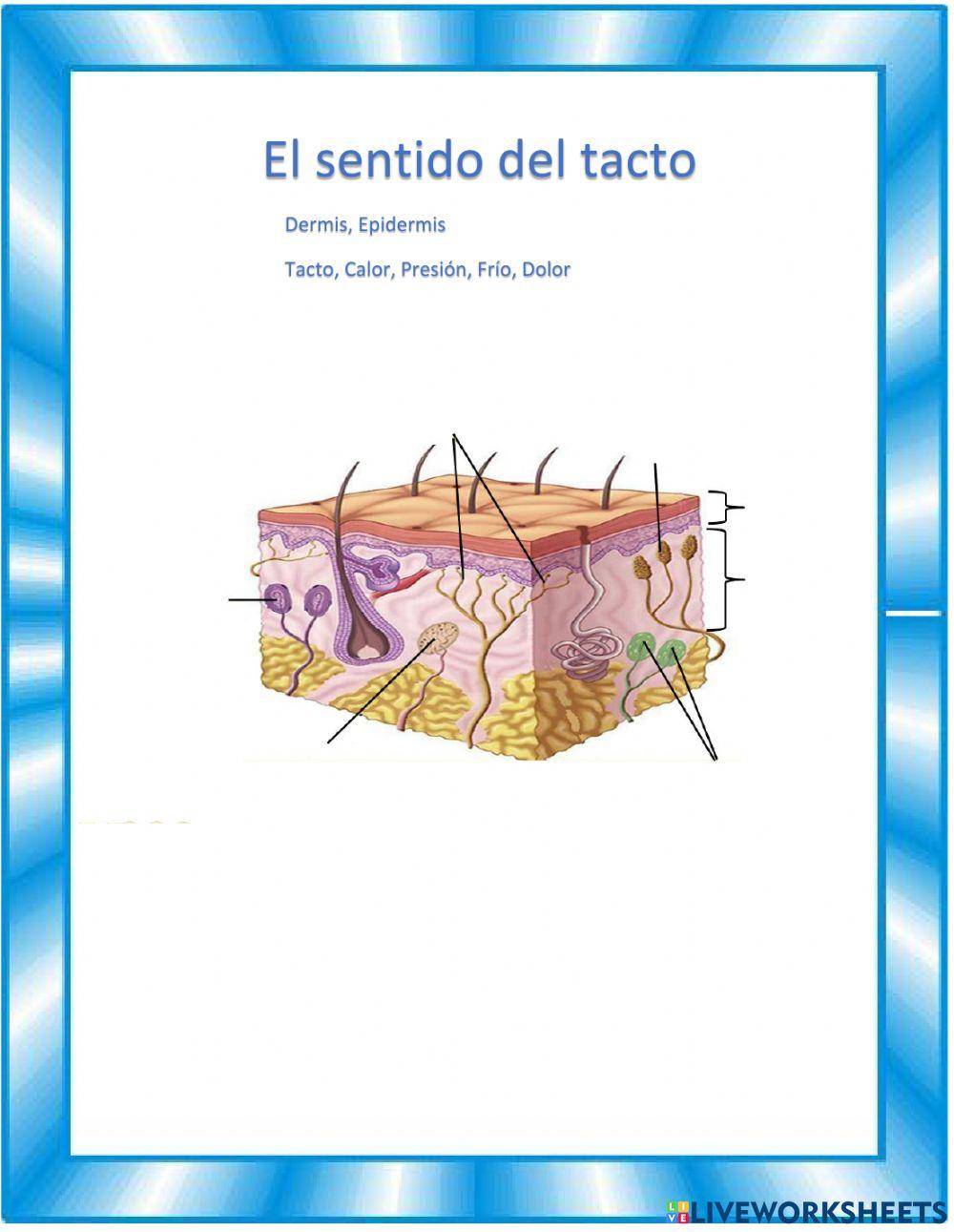 Olfato, gusto y tacto