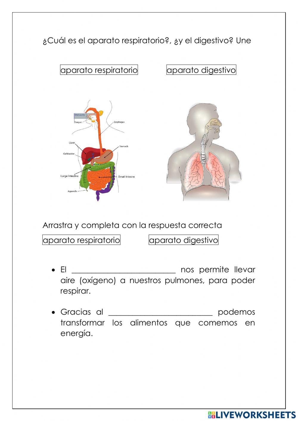Respiración y digestión
