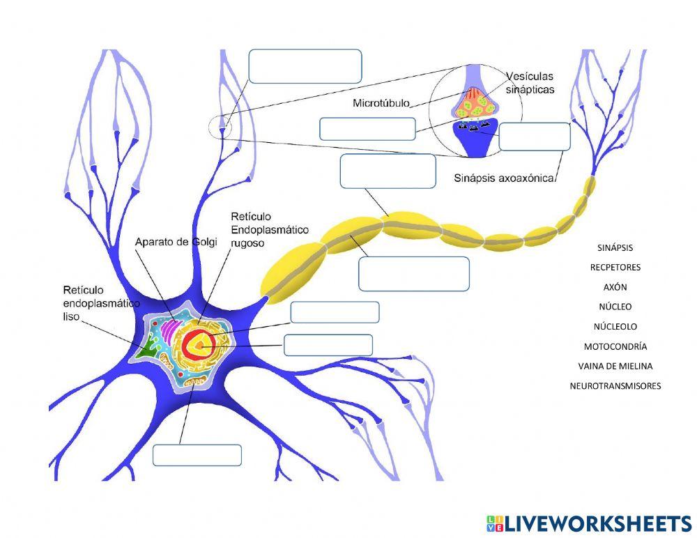 Elementos de una neurona