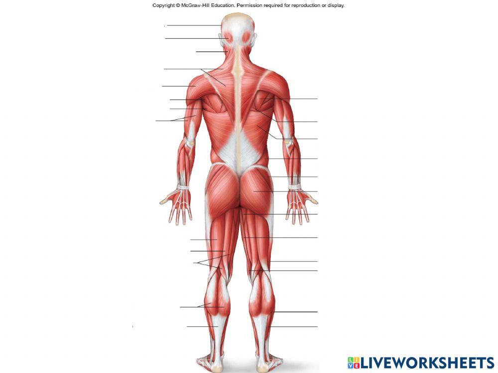 Muscle Anatomy Quiz
