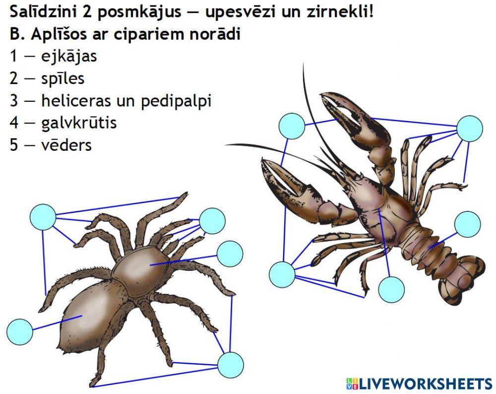 Upesvēža un zirneķļa uzbūve