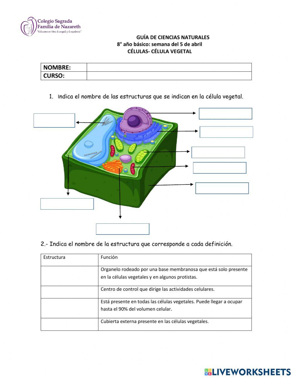 Célula vegetal