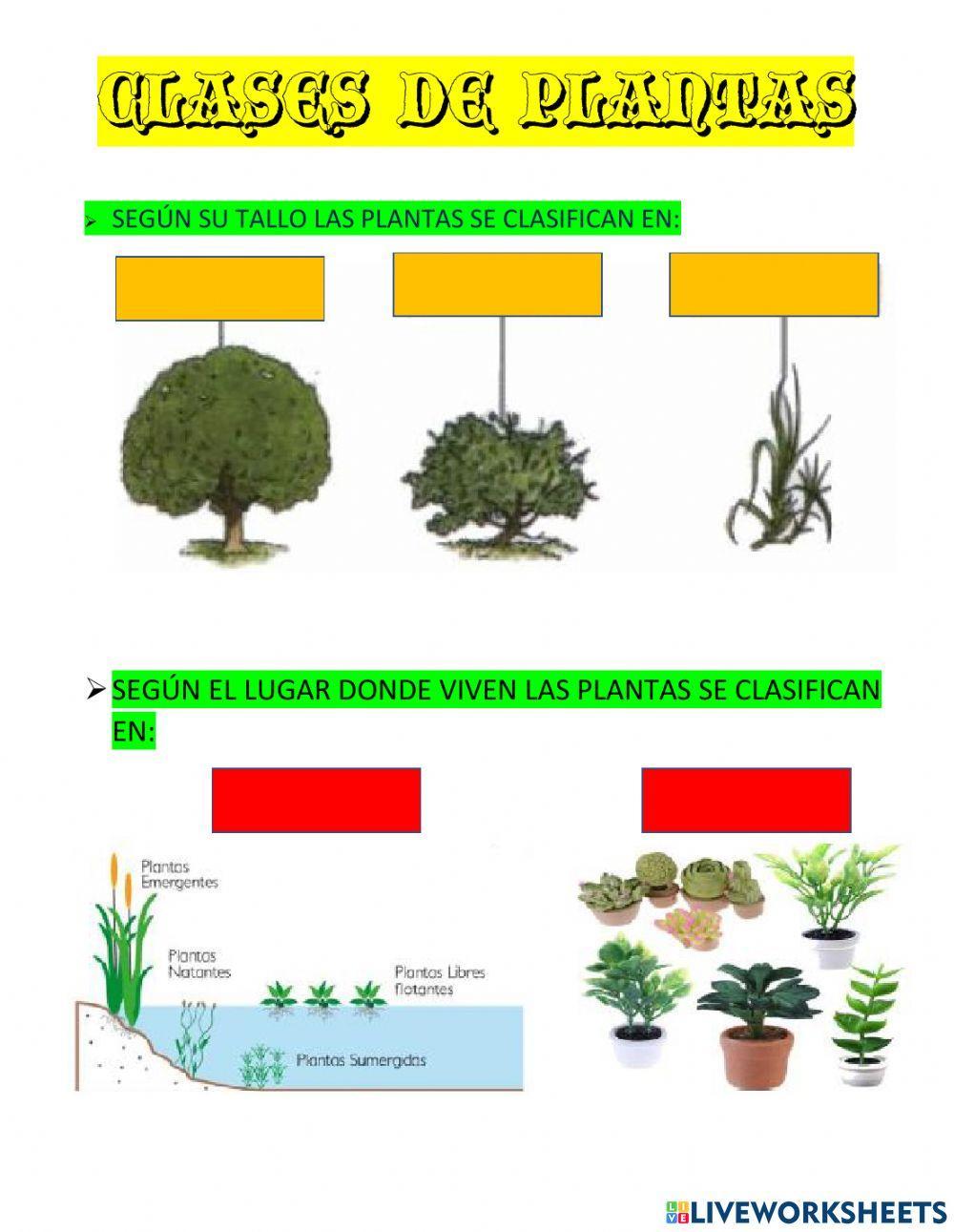 Clases de plantas